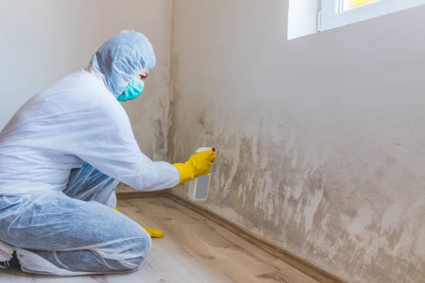 Mold Remediation specialist working in Glen Richey